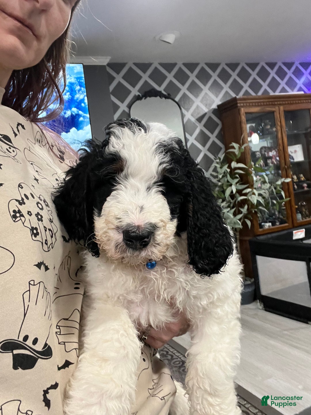 Bernedoodle dogs for sale: Rocky - Ad 8