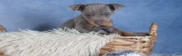 Miniature Pinscher dogs for sale: ALEX - Ad 7