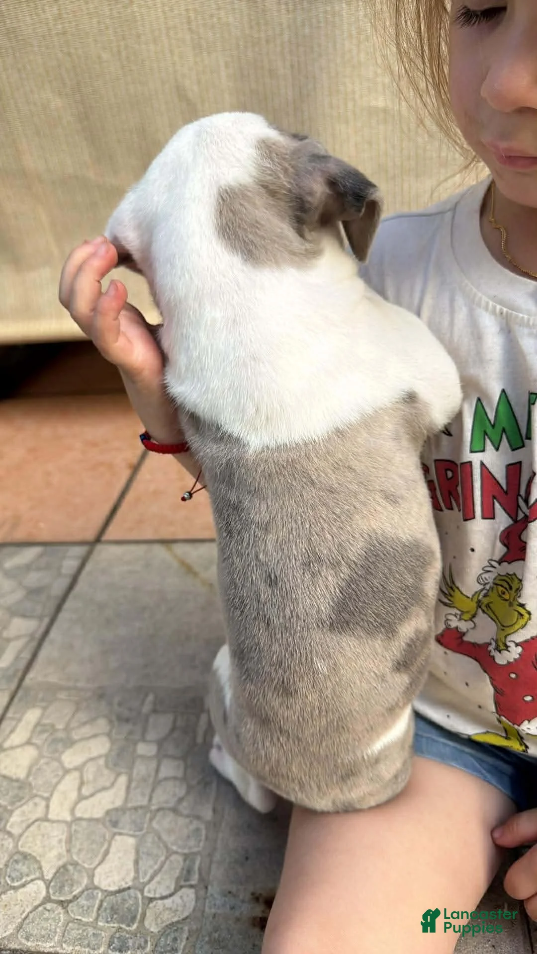 American Bully dogs for sale: American Bully Puppy 1 - Ad 4