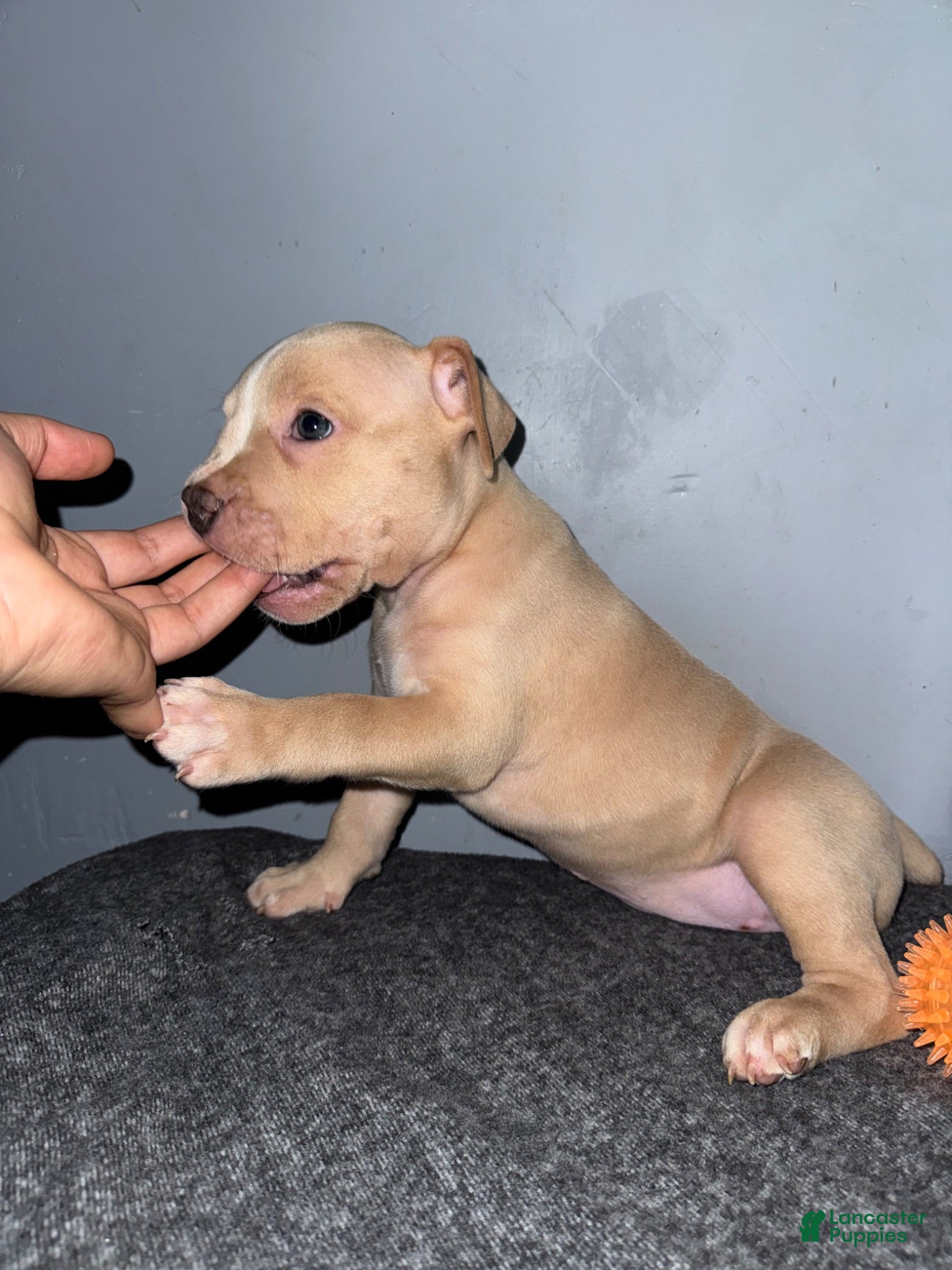 American Bully dogs Butterscotch - Ad 1