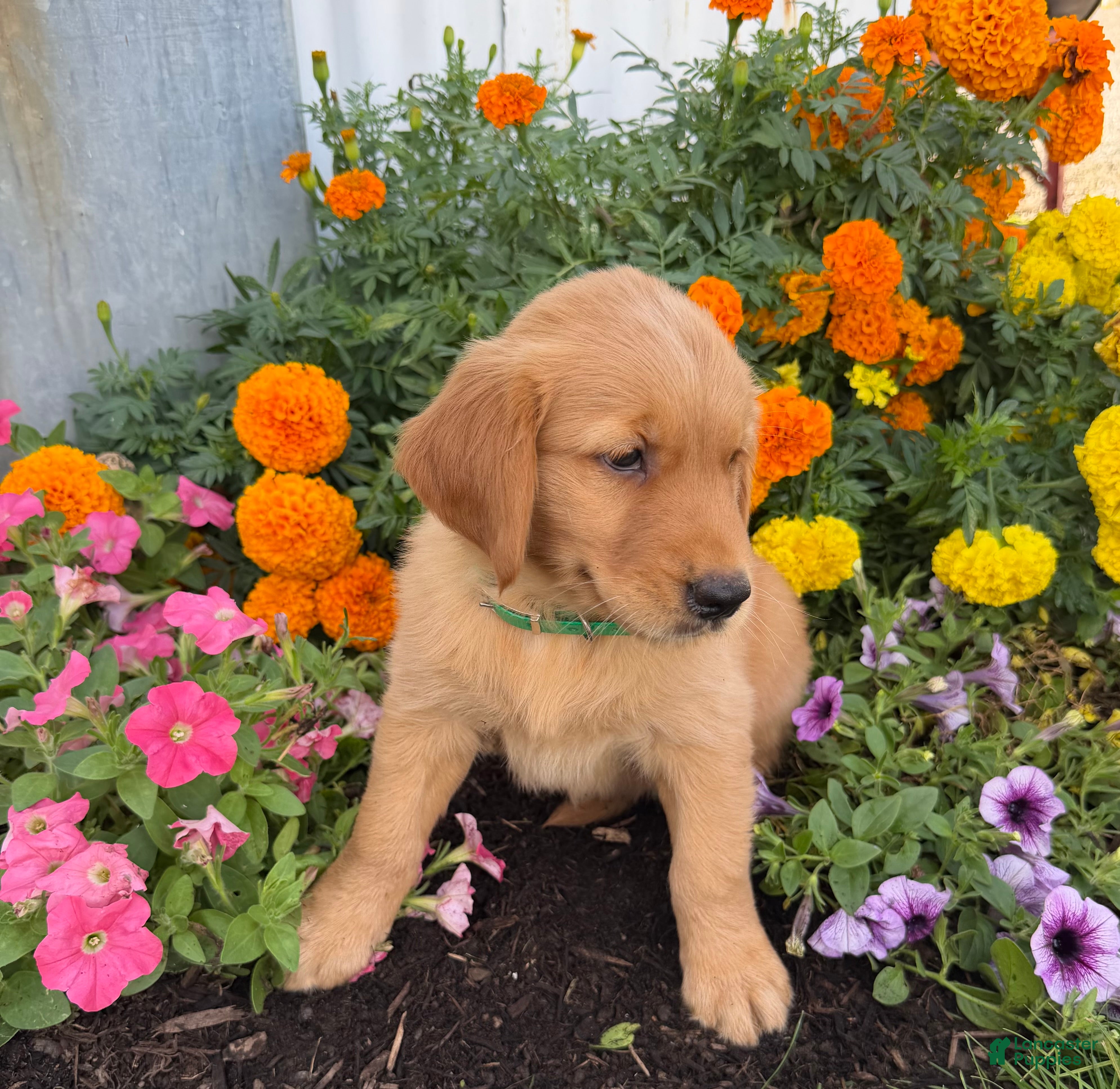 Golden Retriever dogs Hazel - Ad 2