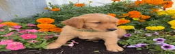 Golden Retriever dogs for sale: Hazel - Ad 2
