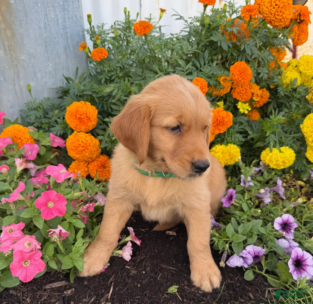 Golden Retriever dogs for sale: Hazel - Ad 2