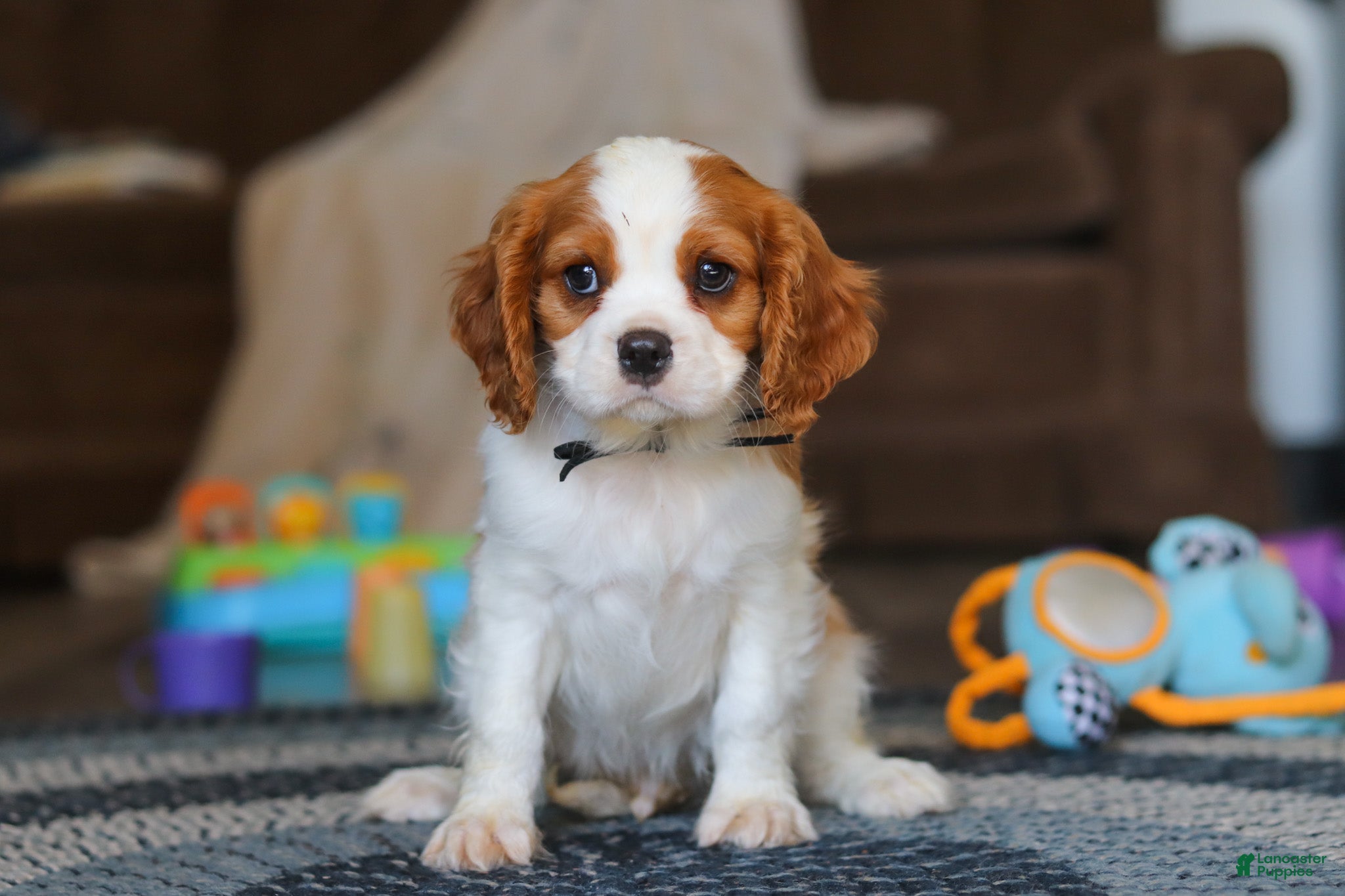 Cavalier King Charles Spaniel dogs Boris - Ad 1