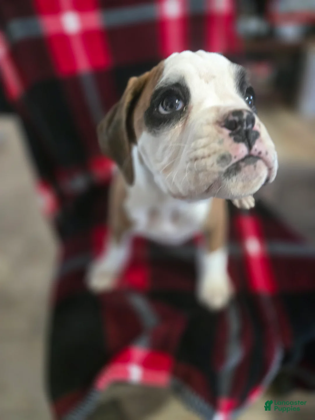 Boxer dogs for sale: Lady - Ad 10