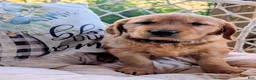 Golden Retriever dogs for sale: Daisy - Ad 4