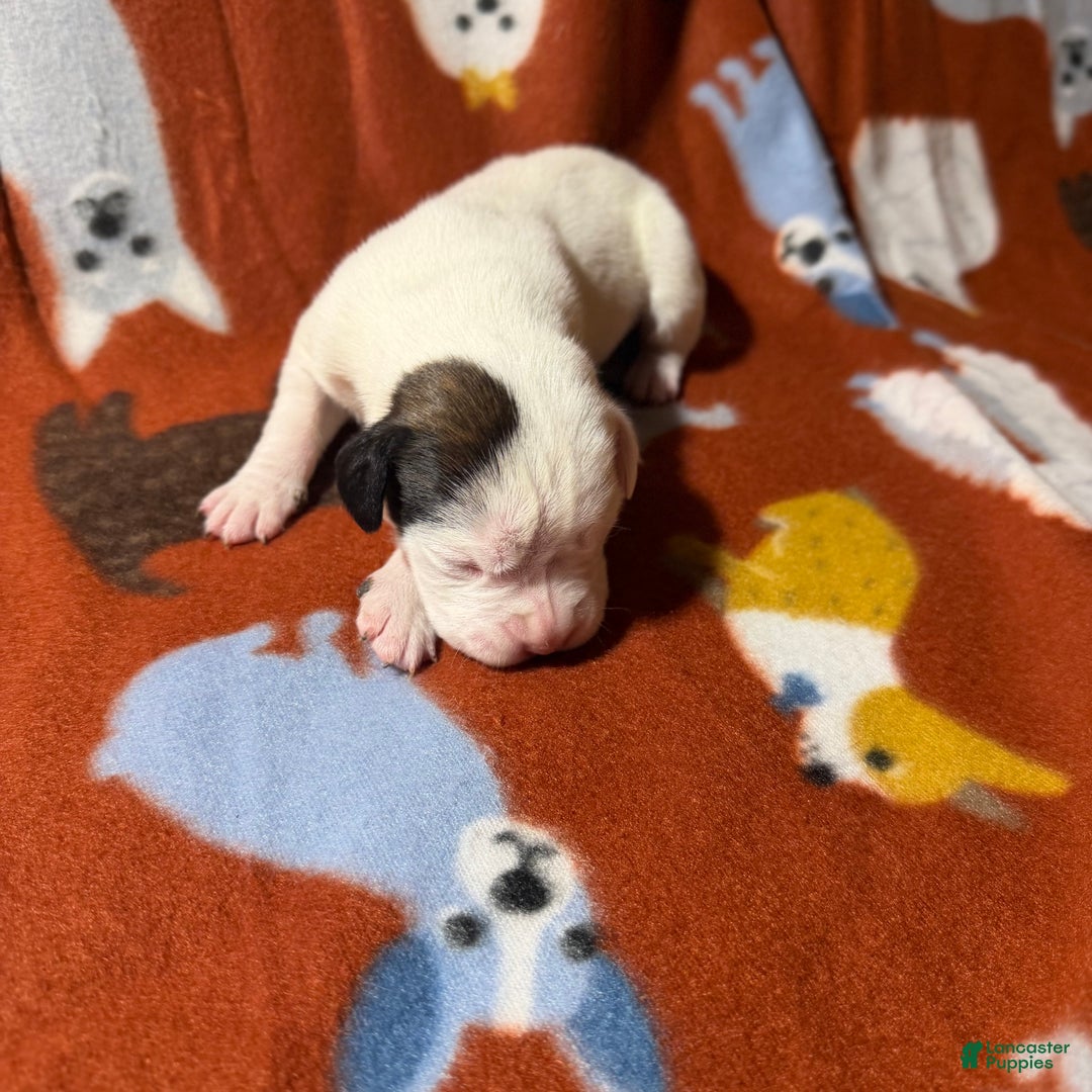 Boxer dogs for sale: Twinkles - Ad 3