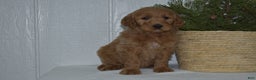 Goldendoodle dogs for sale: Sophie  - Ad 3