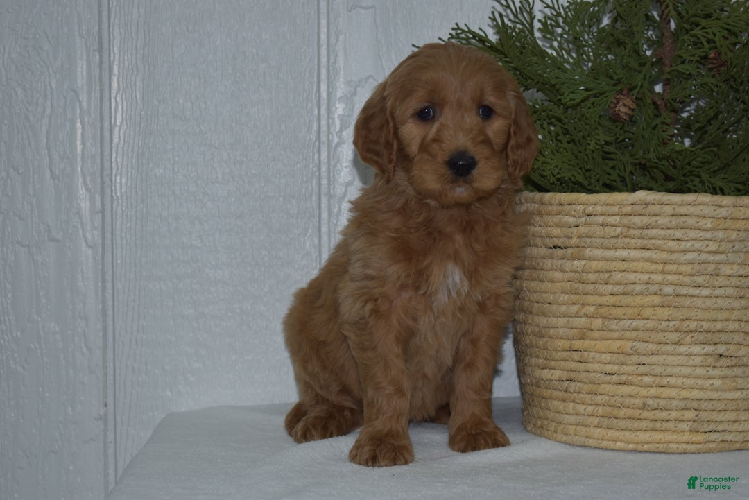 Goldendoodle dogs for sale: Sophie  - Ad 3