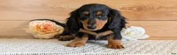 Miniature Dachshund dogs for sale: Riley - Ad 3