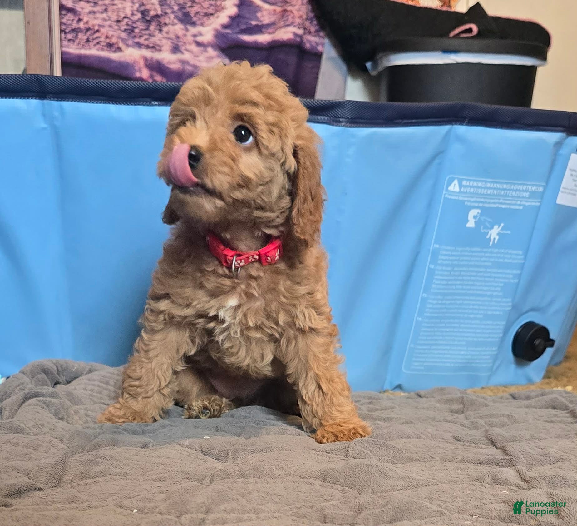 Mini Goldendoodle dogs daisy  - Ad 1