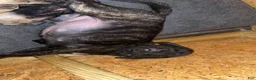 English Mastiff dogs for sale: English Mastiff 4 - Ad 2