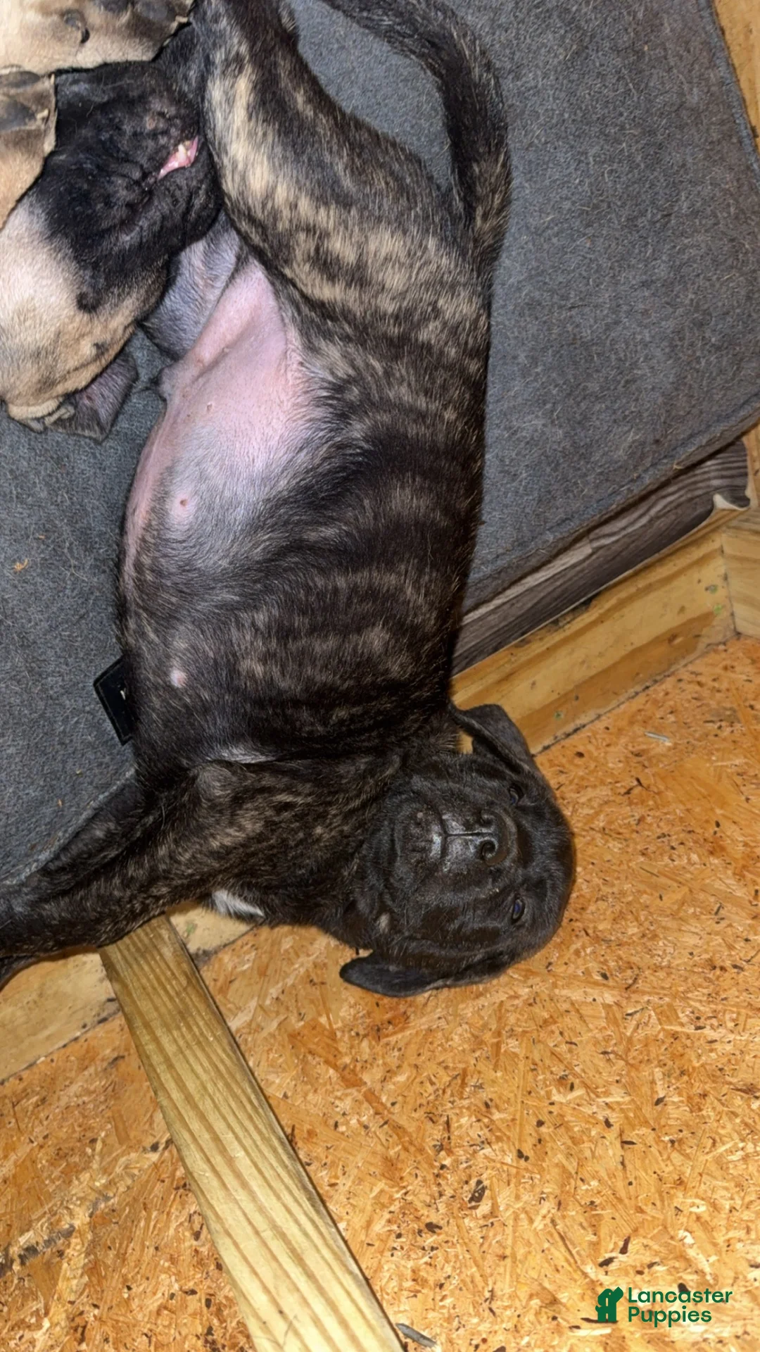 English Mastiff dogs for sale: English Mastiff 4 - Ad 2
