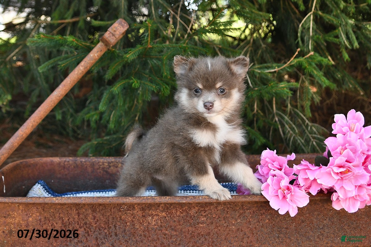 Pomeranian dogs Jill - Ad 1