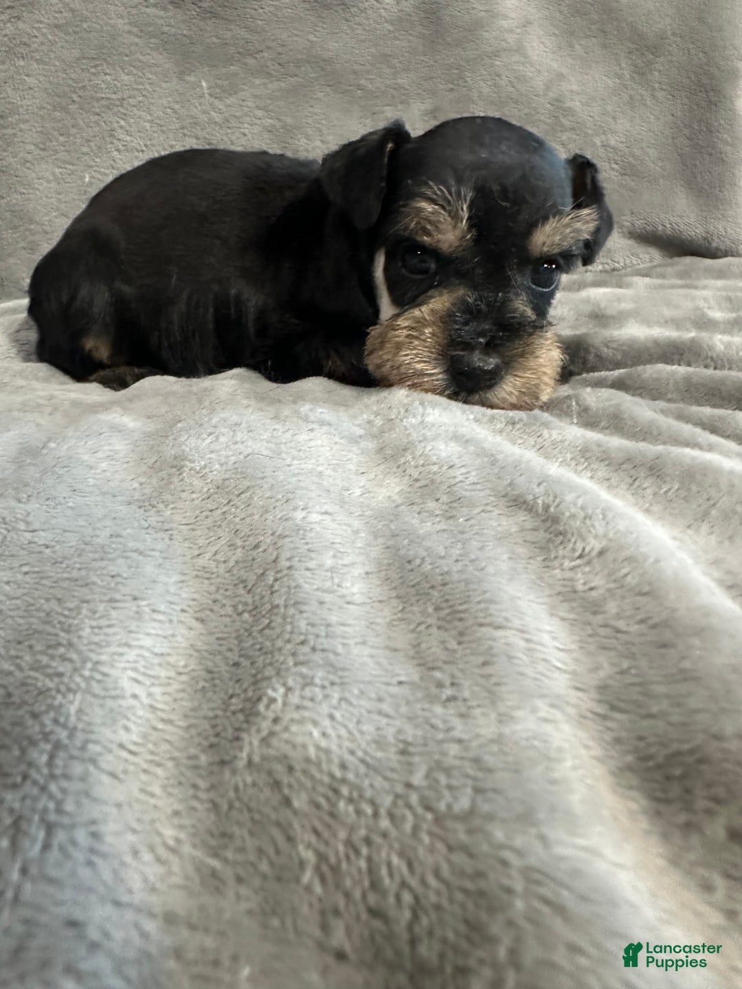 Miniature Schnauzer dogs for sale: Noel  - Ad 2