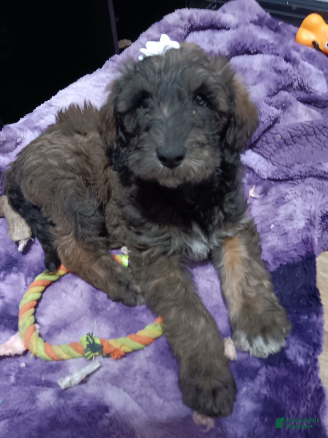 Labradoodle dogs for sale: Coco - Ad 2