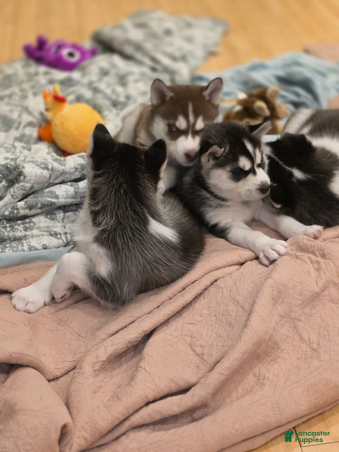 Siberian Husky dogs for sale: Sasha - Ad 8