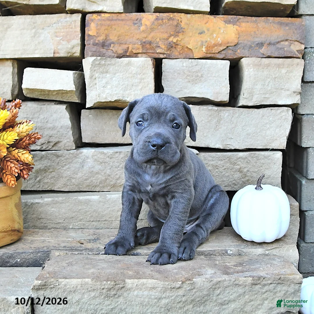 Cane Corso dogs for sale: Mia  - Ad 1