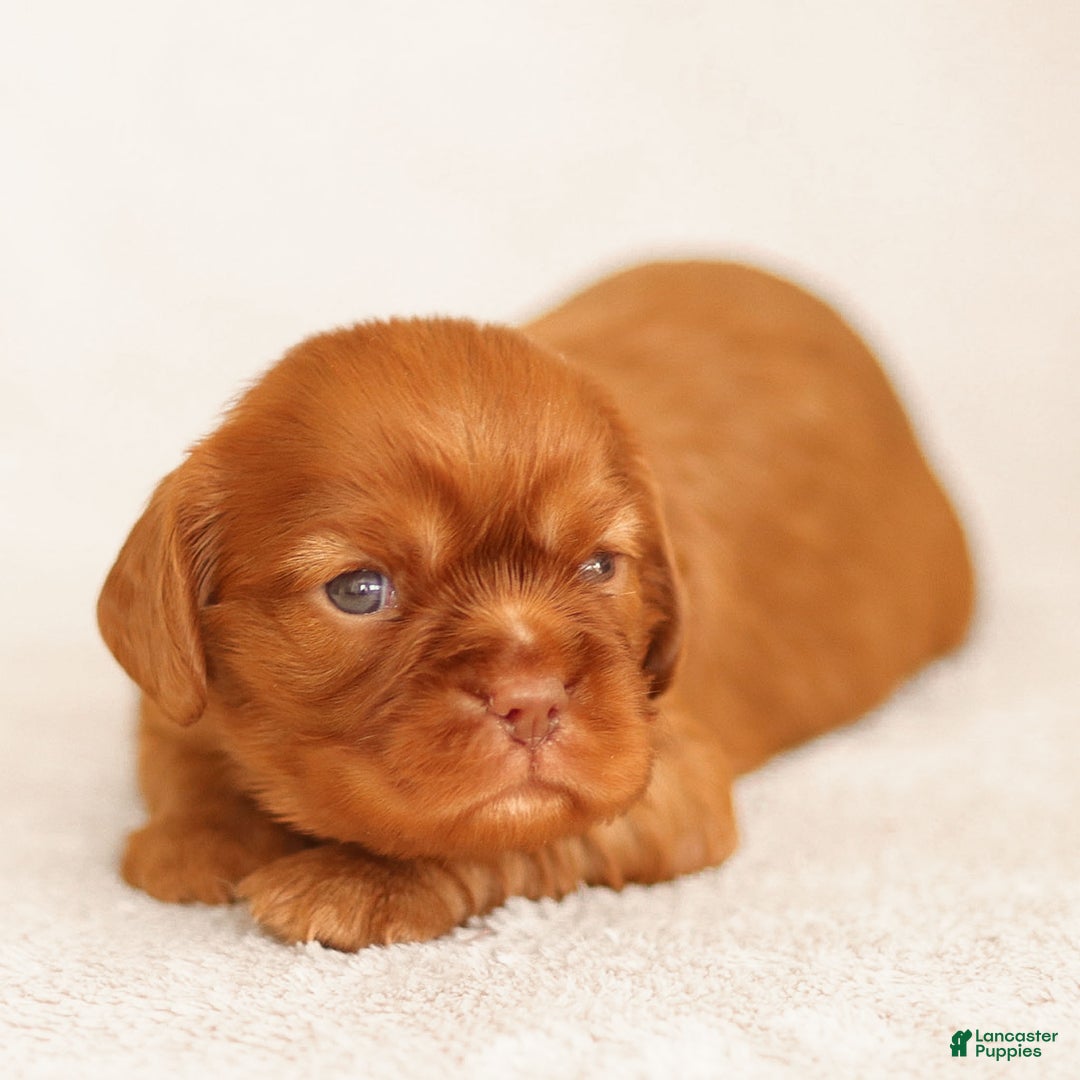 Cavalier King Charles Spaniel dogs for sale: Truce - Ad 2