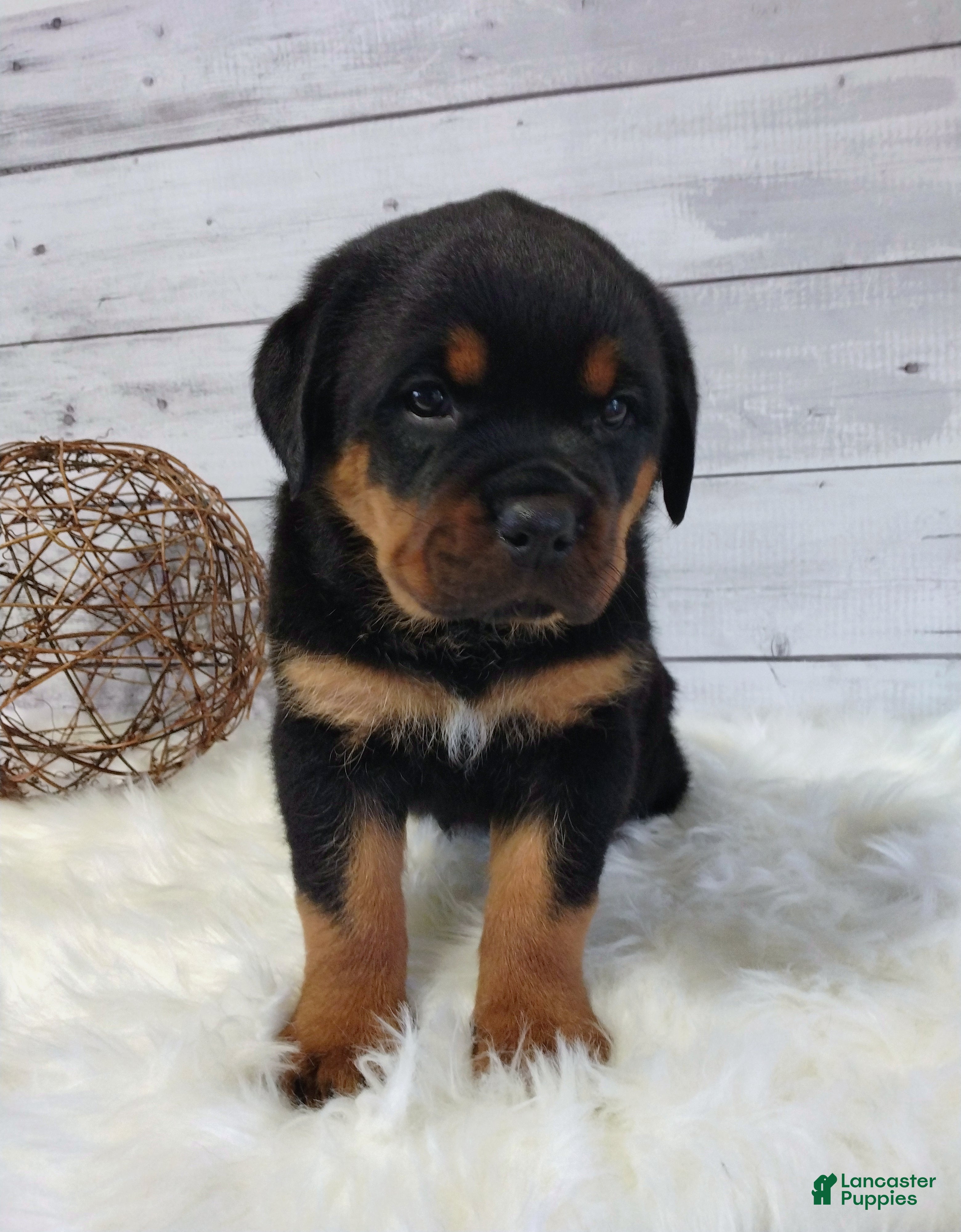 Rottweiler dogs Sophia  - Ad 1