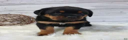 Rottweiler dogs for sale: Sophia  - Ad 4