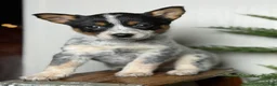 Australian Cattle Dog dogs for sale: Australian Cattle Dog Puppy 5 - Ad 6