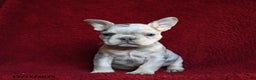 French Bulldog dogs for sale: Fifi - Ad 3