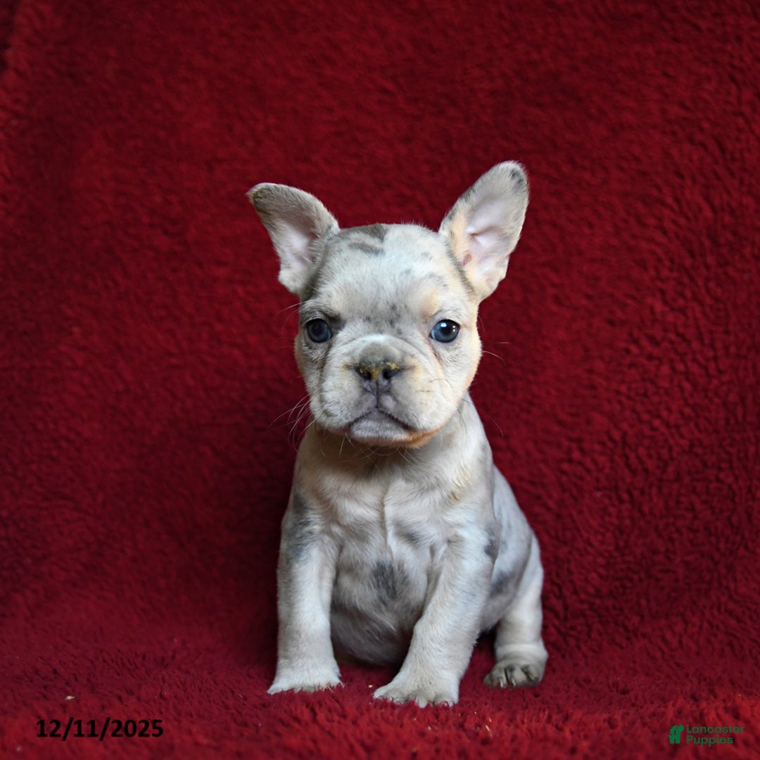 French Bulldog dogs for sale: Fifi - Ad 3