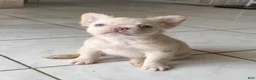 French Bulldog dogs for sale: Fluffy female cream or platinum  - Ad 5