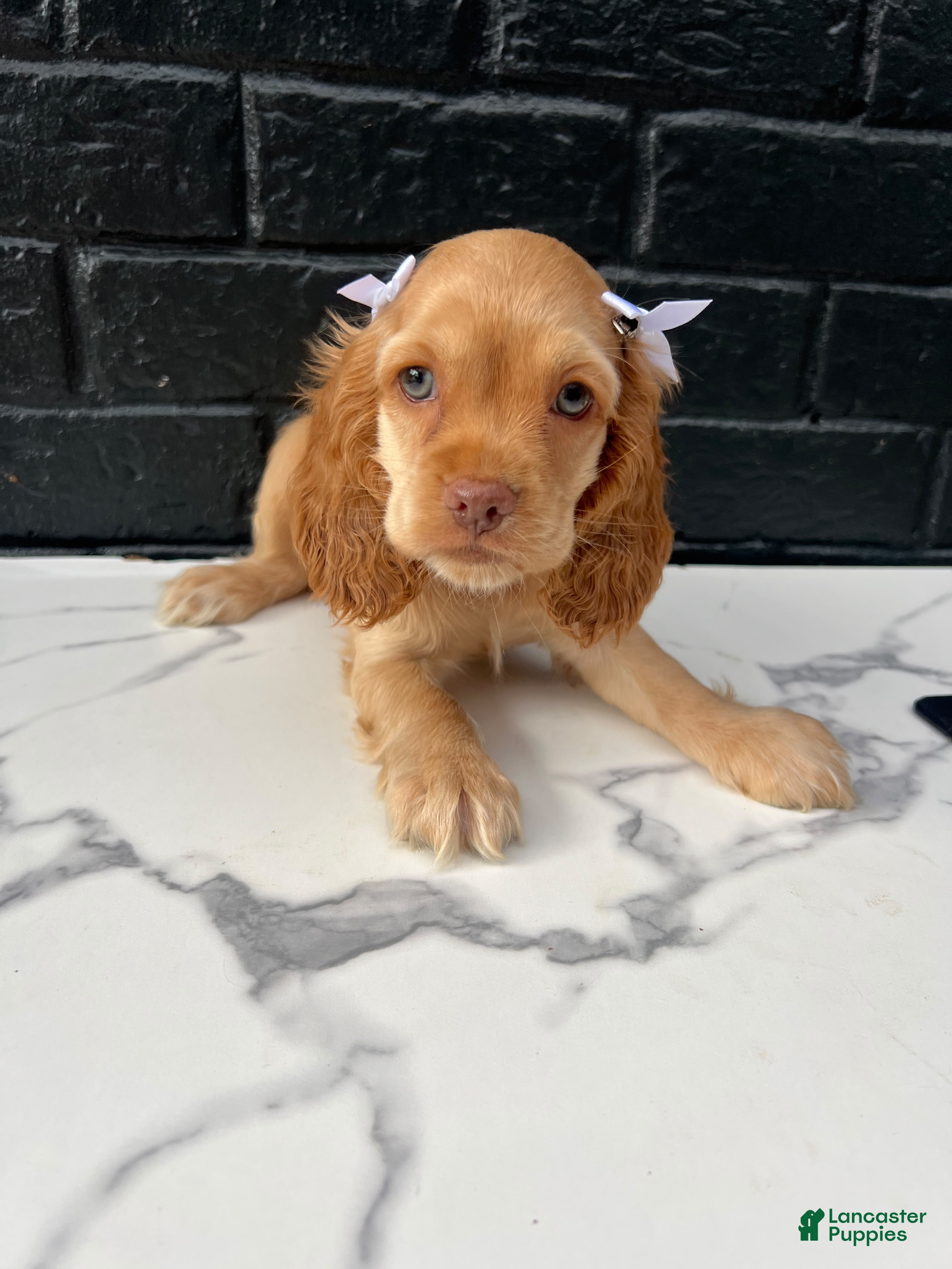 Cocker Spaniel dogs 🤍 Pearl 🤍 - Ad 36