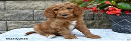 Goldendoodle dogs for sale: Nacho - Ad 4