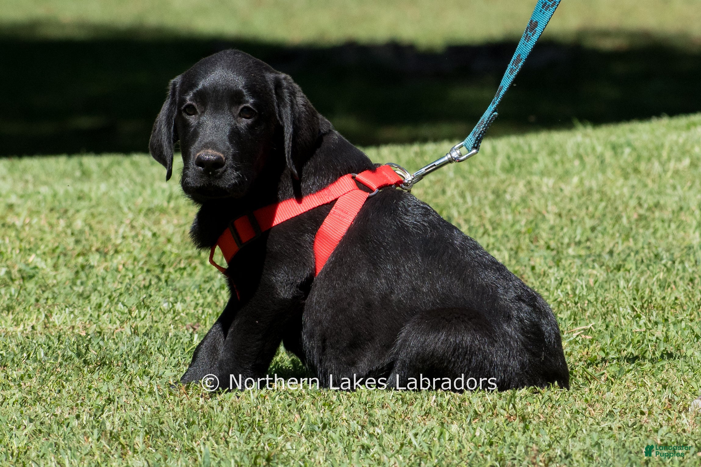 Labrador Retriever dogs Ethan - Ad 7