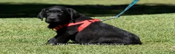 Labrador Retriever dogs for sale: Ethan - Ad 1