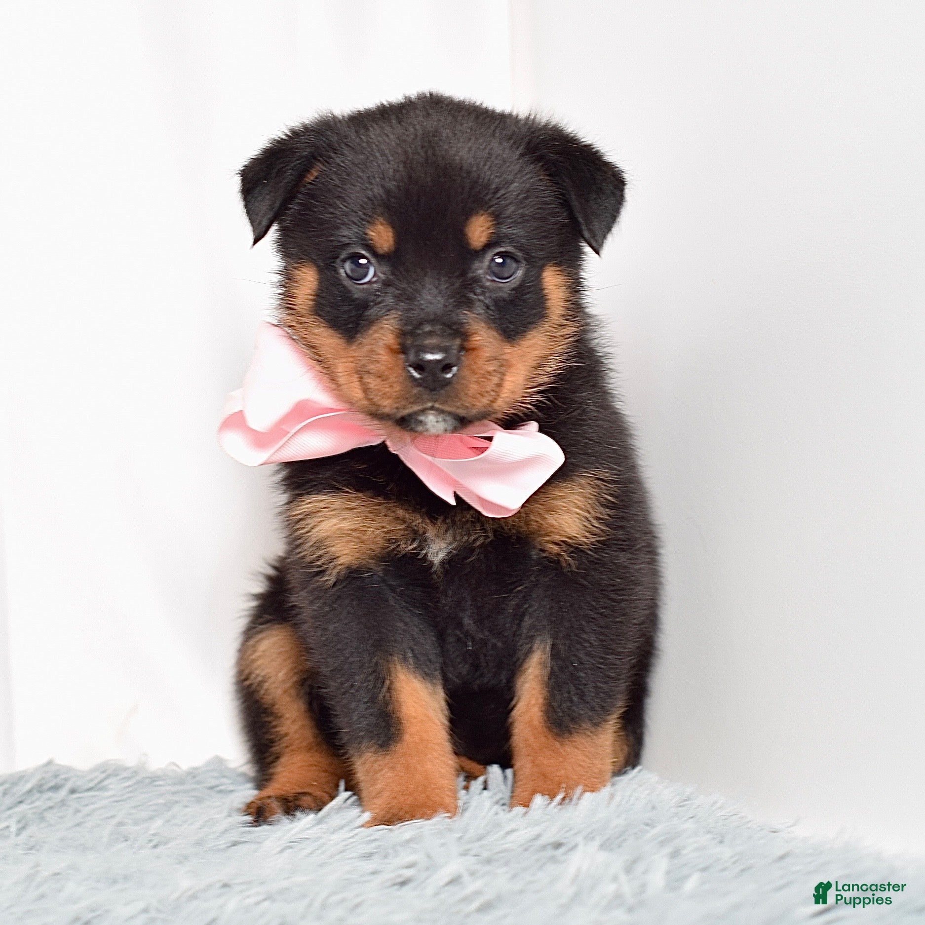Rottweiler dogs Nova - Ad 2