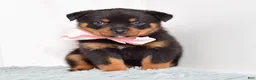 Rottweiler dogs for sale: Nova - Ad 2