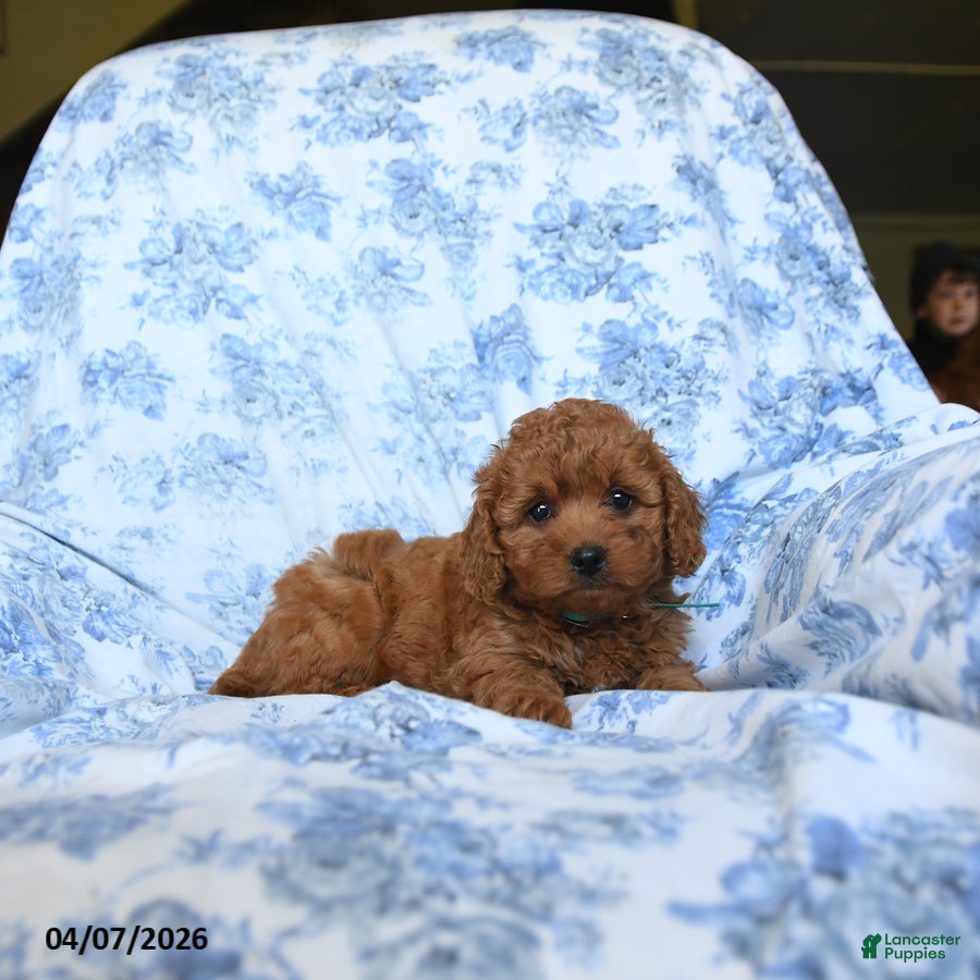 Labradoodle dogs Tameca - Ad 2