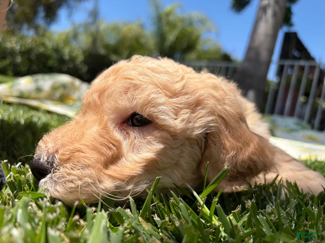 Goldendoodle dogs for sale: Chowder Jr. - Ad 1