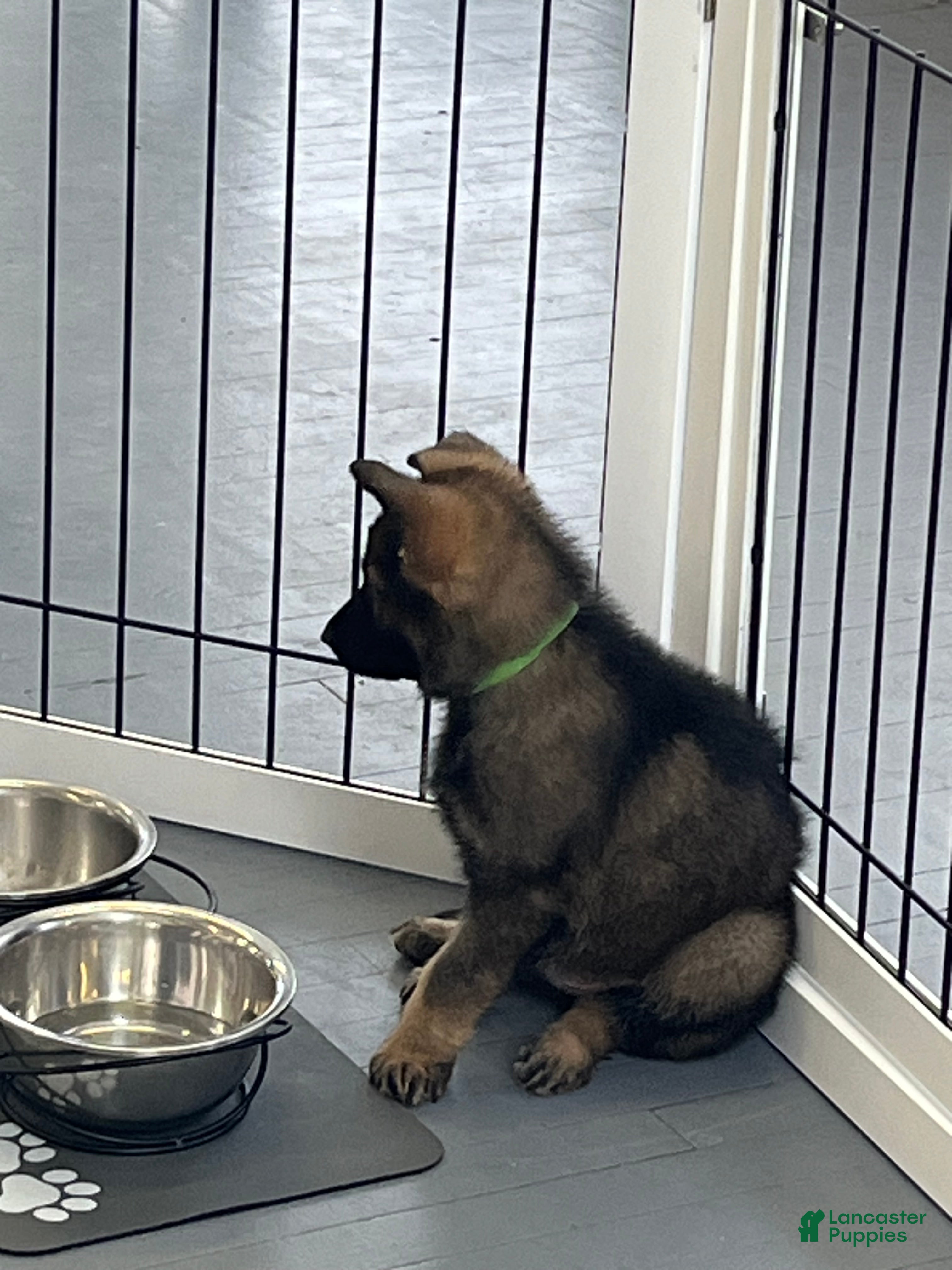 German Shepherd dogs German Shepherd Puppy 1 - Ad 1
