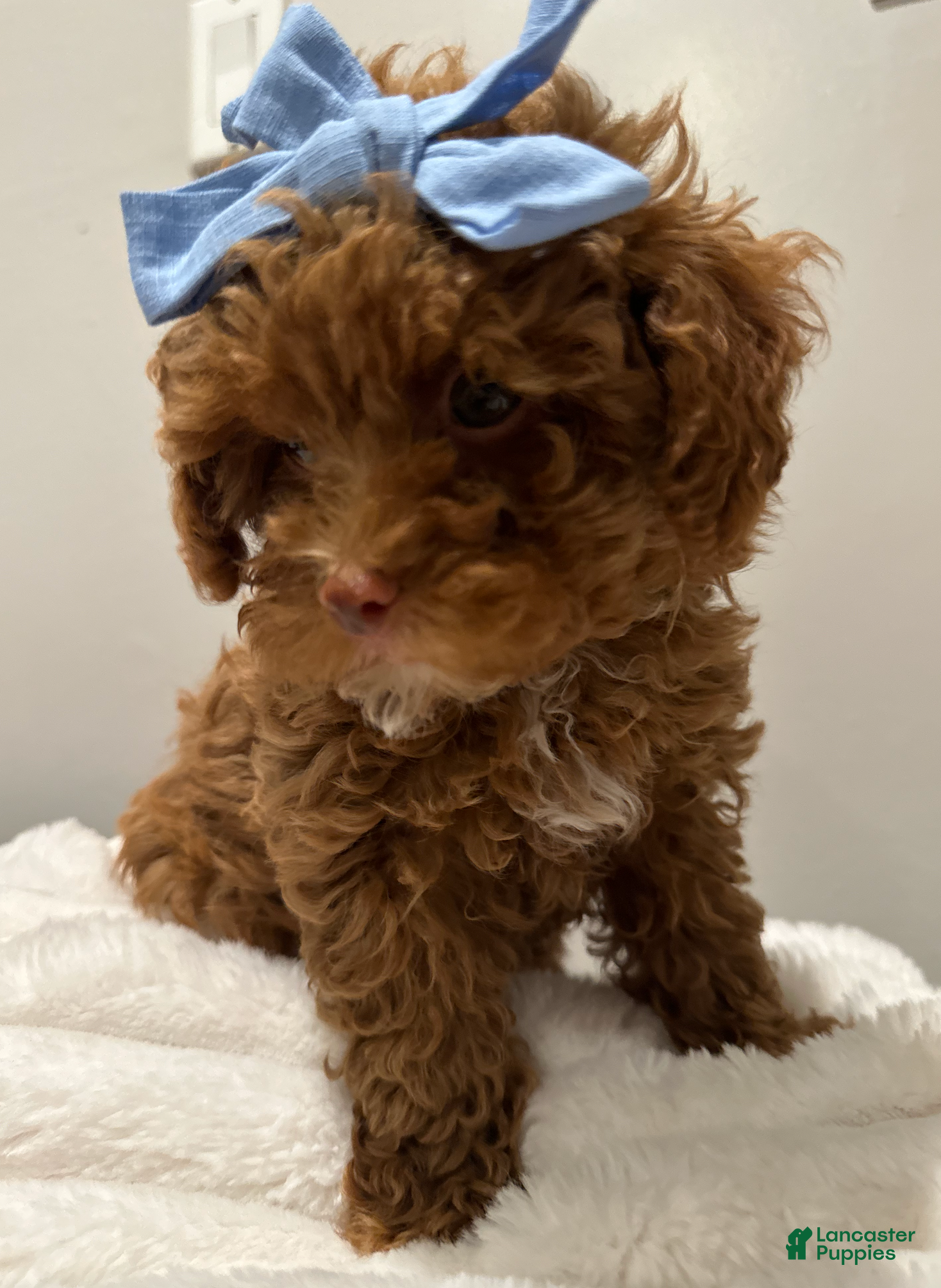 Toy Poodle dogs TEACUP Tootsie- Green EYED AKC Health Tested-POTTY TRAINED  - Ad 29