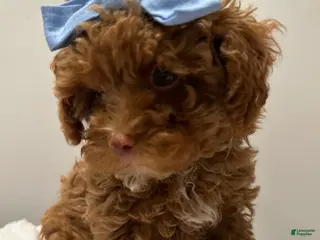 Toy Poodle dogs TEACUP Tootsie- Green EYED AKC Health Tested-POTTY TRAINED - Ad 29