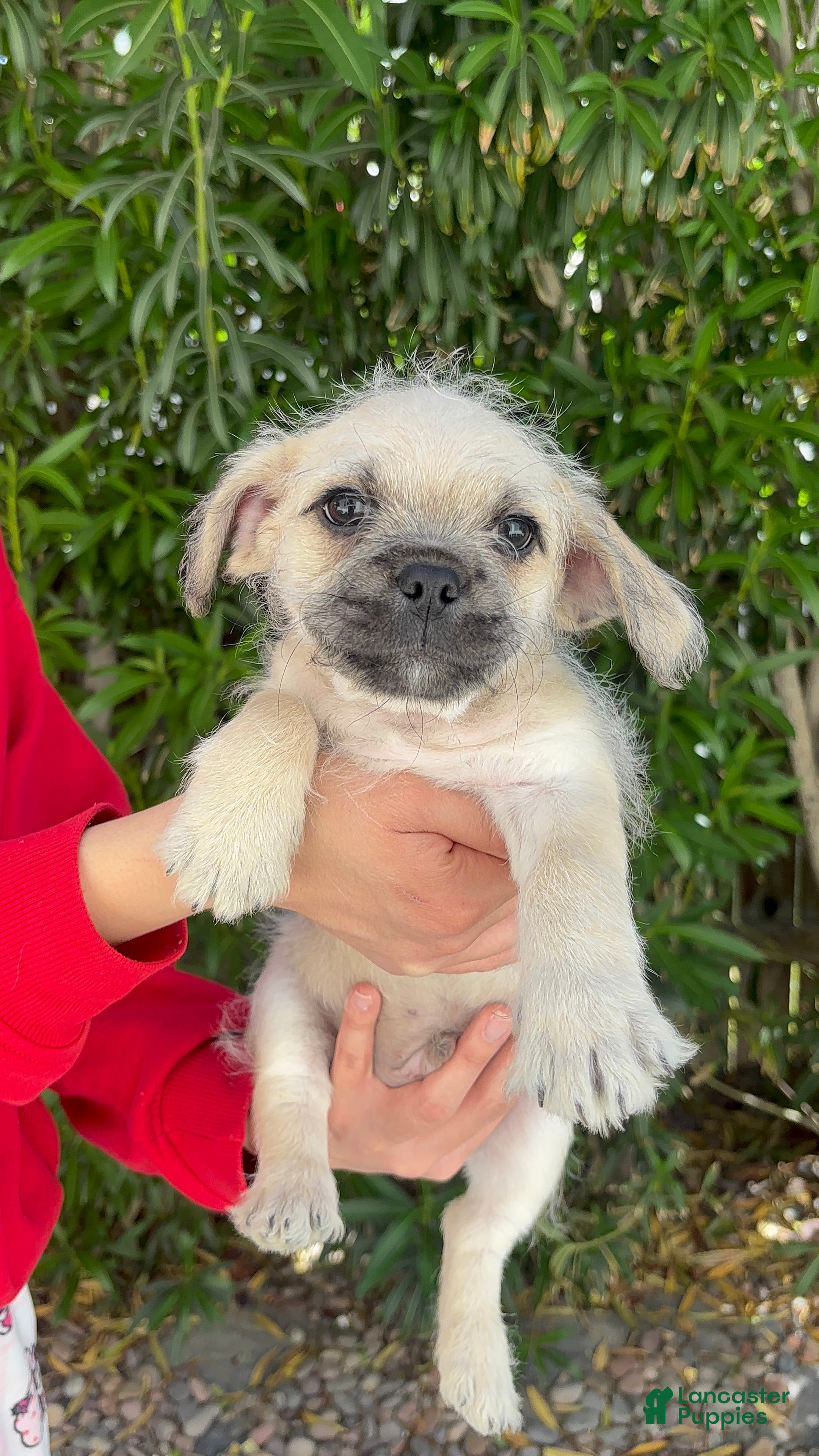 Mixed Breed dogs Mushu ❤️ - Ad 40