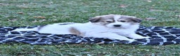 Great Pyrenees dogs for sale: Ashton - Ad 7