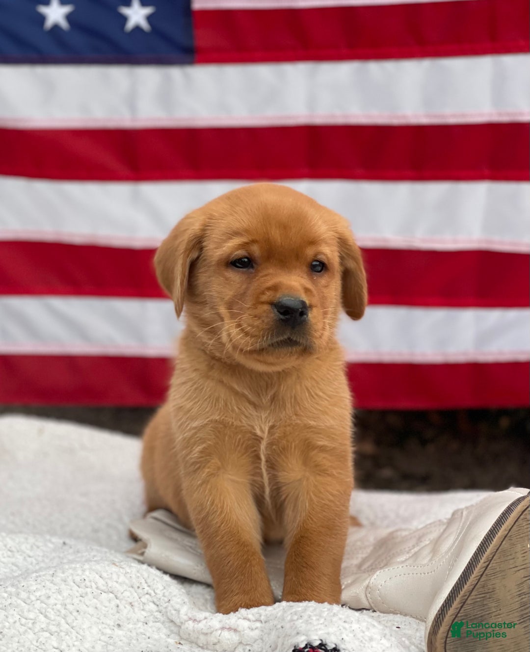 Labrador Retriever dogs for sale: Riley - Ad 3