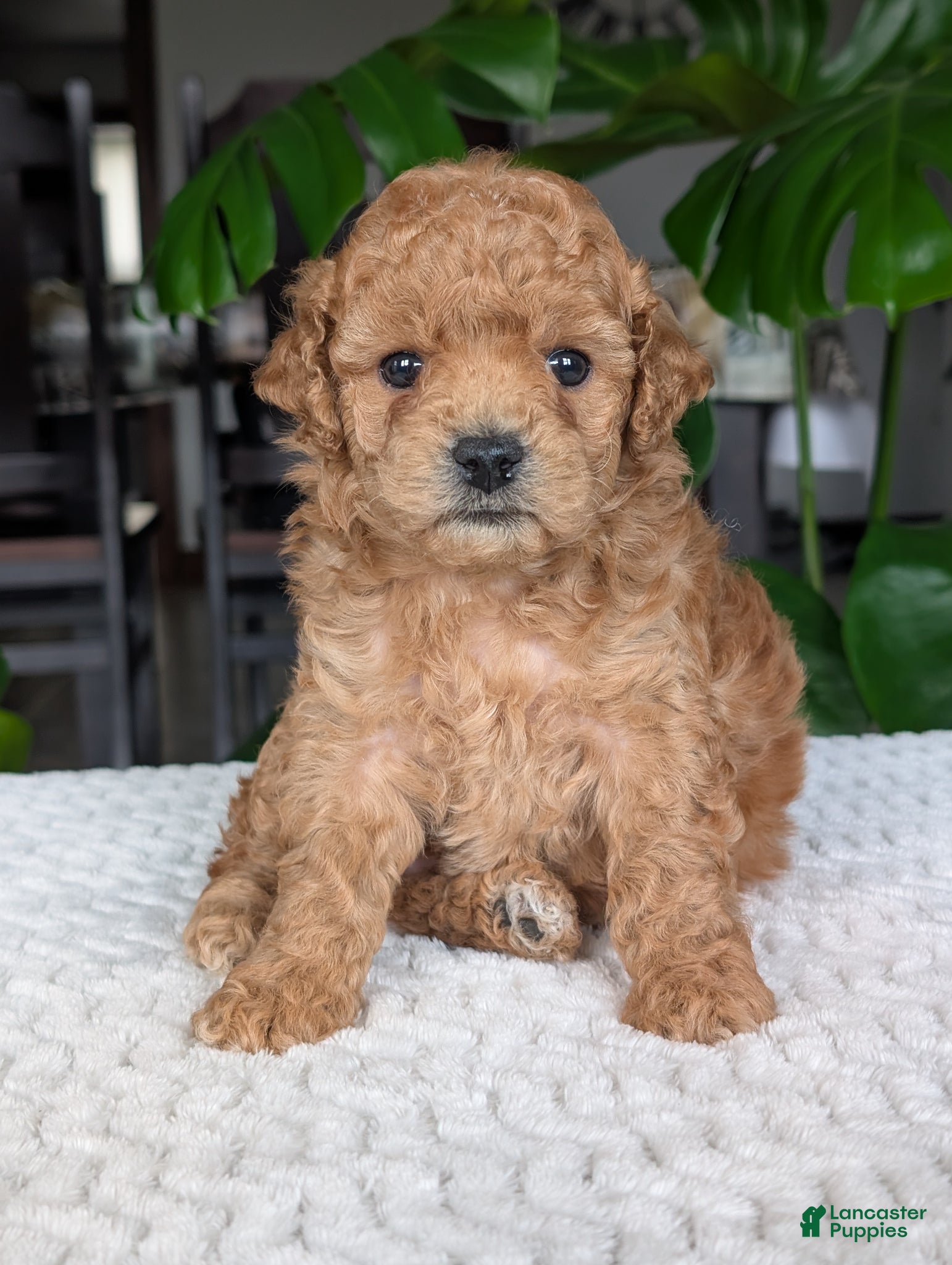 Bichpoo dogs Darla - Ad 1