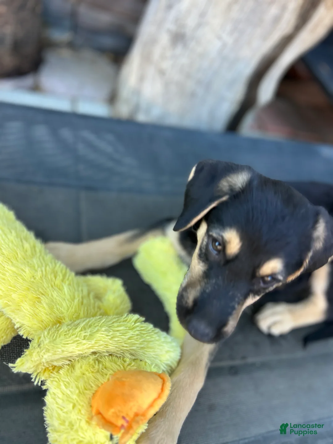 Mixed Breed dogs for sale: Alfa - Ad 1