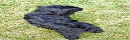 Goldendoodle dogs for sale: Thumper  - Ad 6