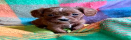 Cavapoo dogs for sale: Teddy - Ad 8