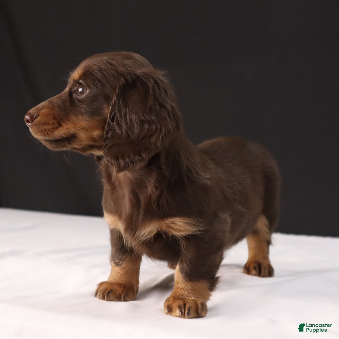 Dachshund dogs for sale: Lilly - Ad 4