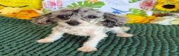 Cockapoo dogs for sale: Buttons - Ad 3