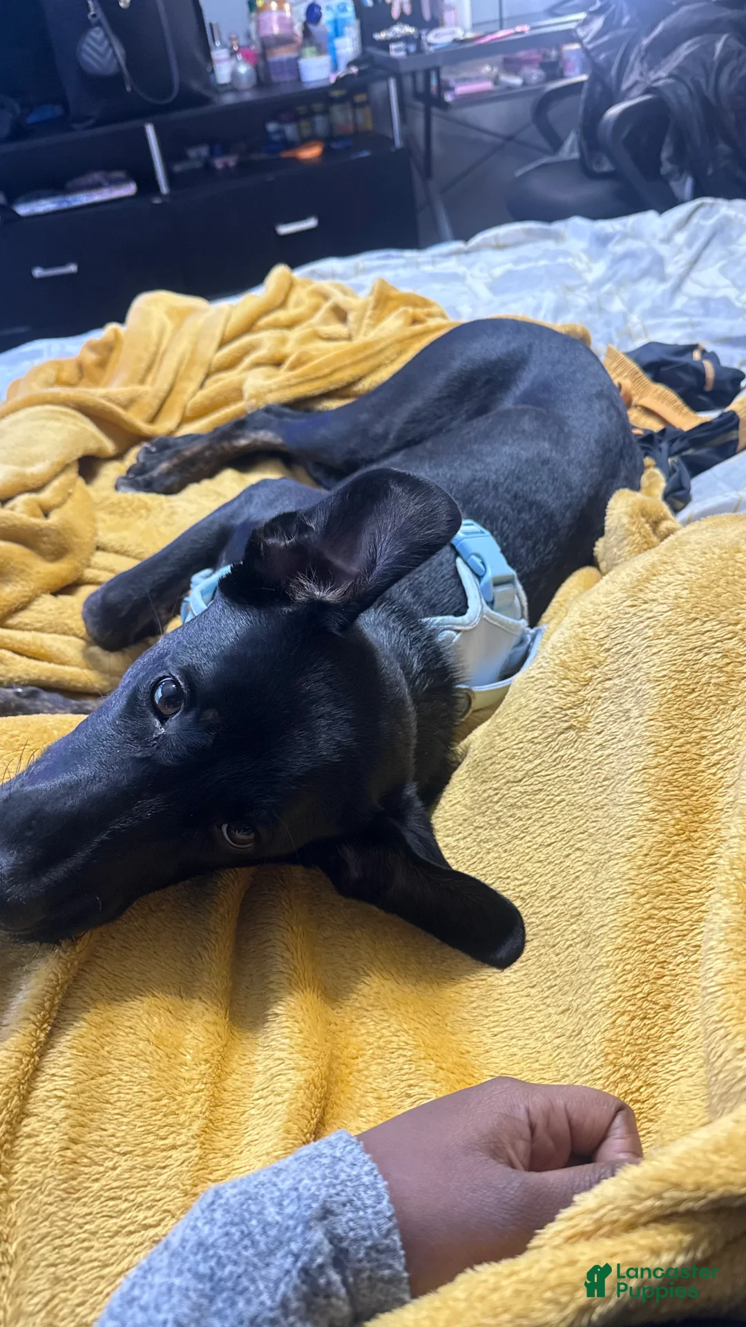 Mixed Breed dogs for sale: Mixed Breed Puppy 1 - Ad 5